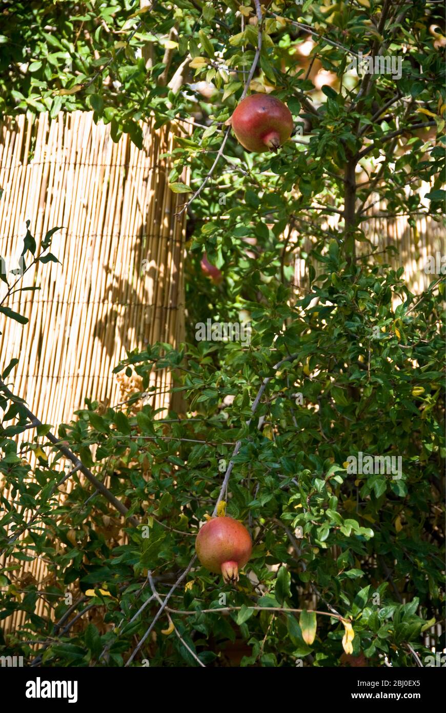 Granatäpfel wachsen in Bäumen im Süden Zyperns - Stockfoto