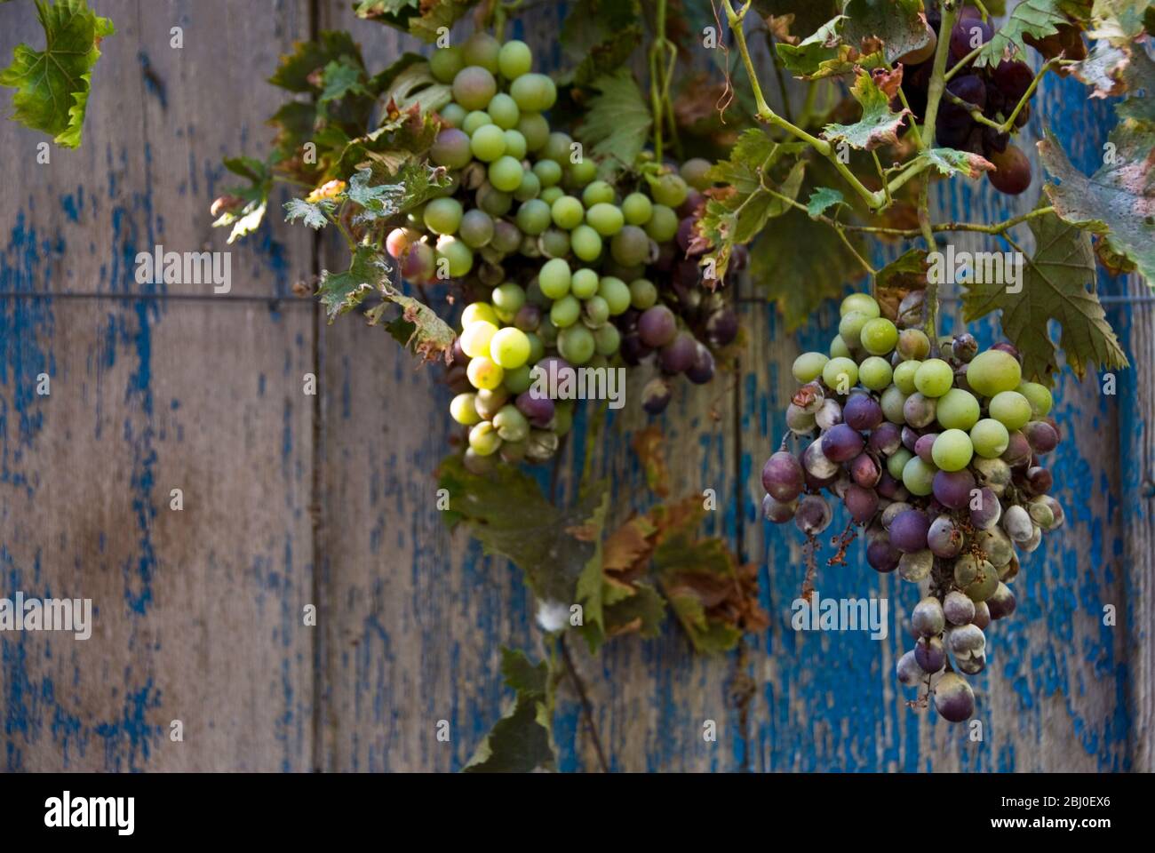 Reifung Trauben hängen vor der alten Tür in Zypern - Stockfoto