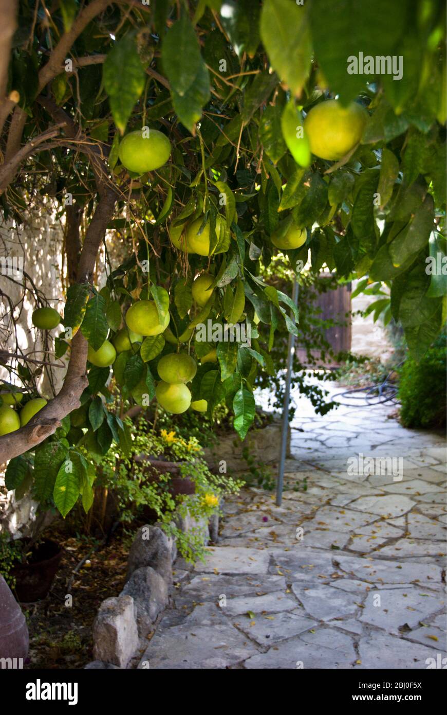 Grapefruits wachsen im Hof des Hauses in Psematismenos, Zypern - Stockfoto