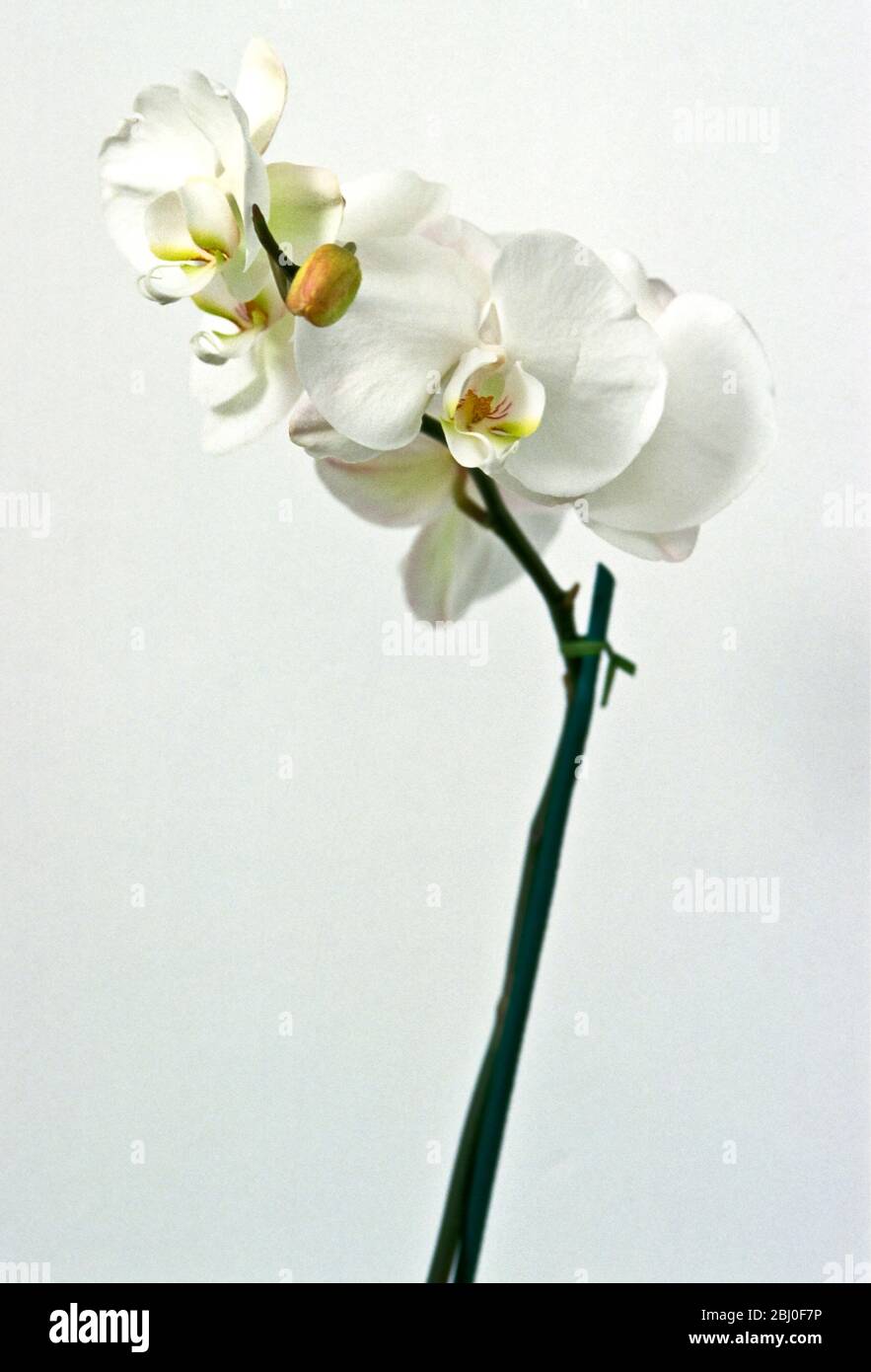 Einzelner Stamm einer Whiie-Orchidee vor weißem Hintergrund - Stockfoto