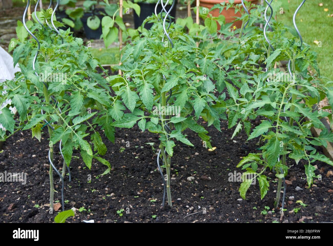 Tomatenpflanzen wachsen mit der Unterstützung von modernen lockigen Metallstangen im Garten Hochbett. - Stockfoto