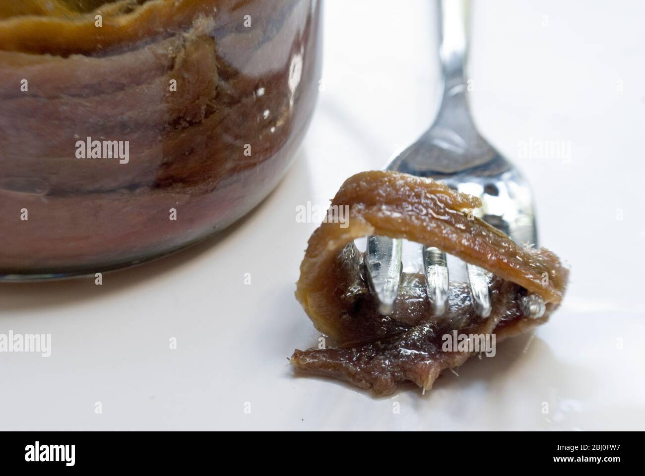 Filets der Sardellen in Öl im Einmachglas, mit einem einzigen Filet auf der Gabel - Stockfoto