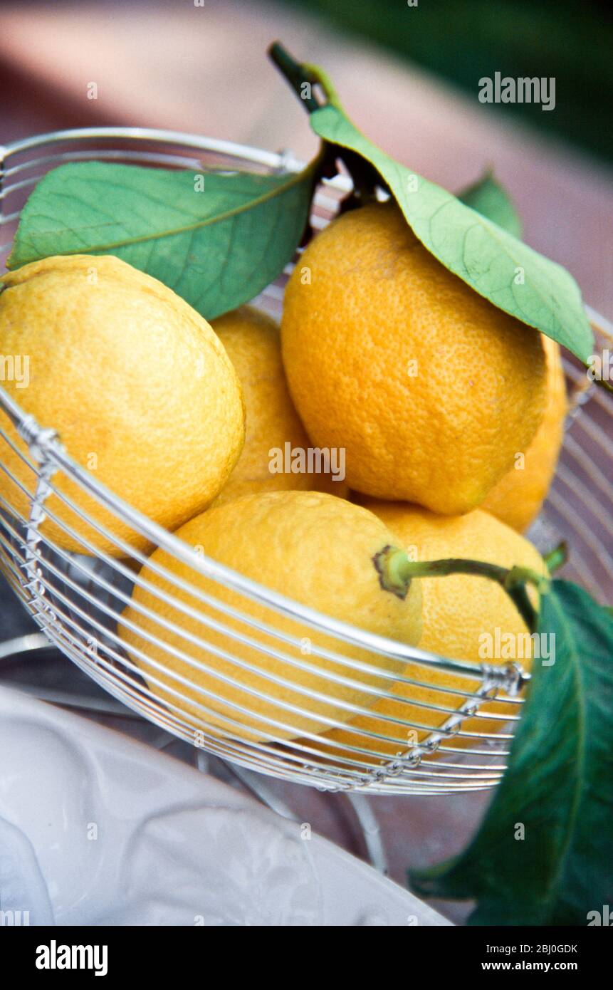 Ganze frisch gepflückte Zitronen mit ihren Blättern im Drahtkorb im Freien. - Stockfoto