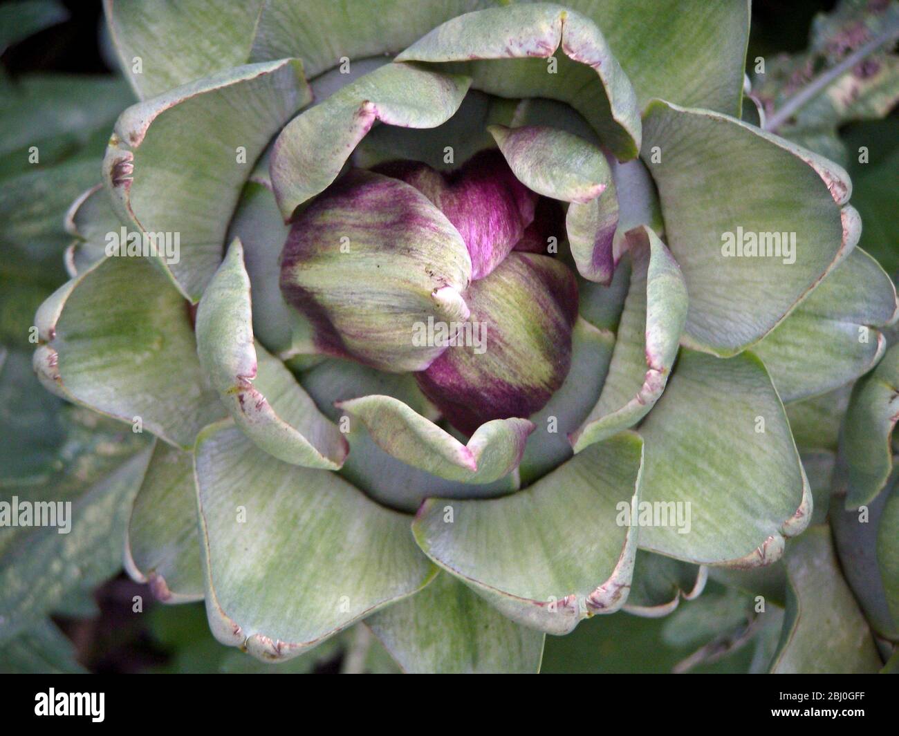 Artischockenanbau. Die Globe Artischocke (Cynara scolymus) ist eine Art Distel. Der essbare Teil der Pflanze ist die Basis (Aufnahme) des A Stockfoto