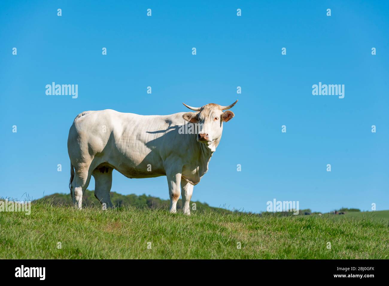 Einheimische Kuh aus den Navarrese Pyrenäen, Erro-Tal, Navarra, Spanien Stockfoto