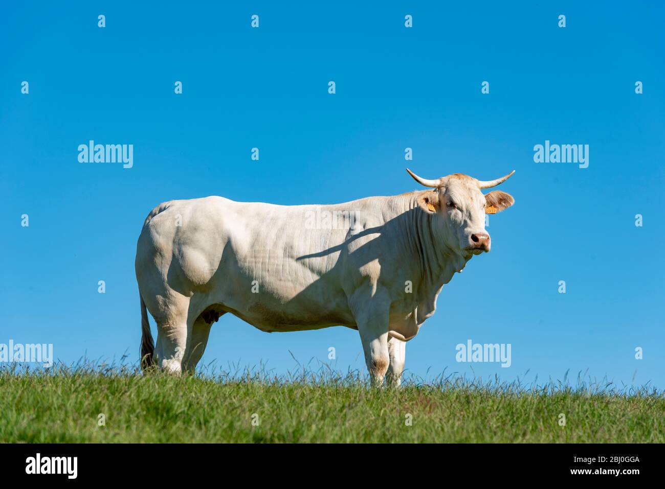 Einheimische Kuh aus den Navarrese Pyrenäen, Erro-Tal, Navarra, Spanien Stockfoto