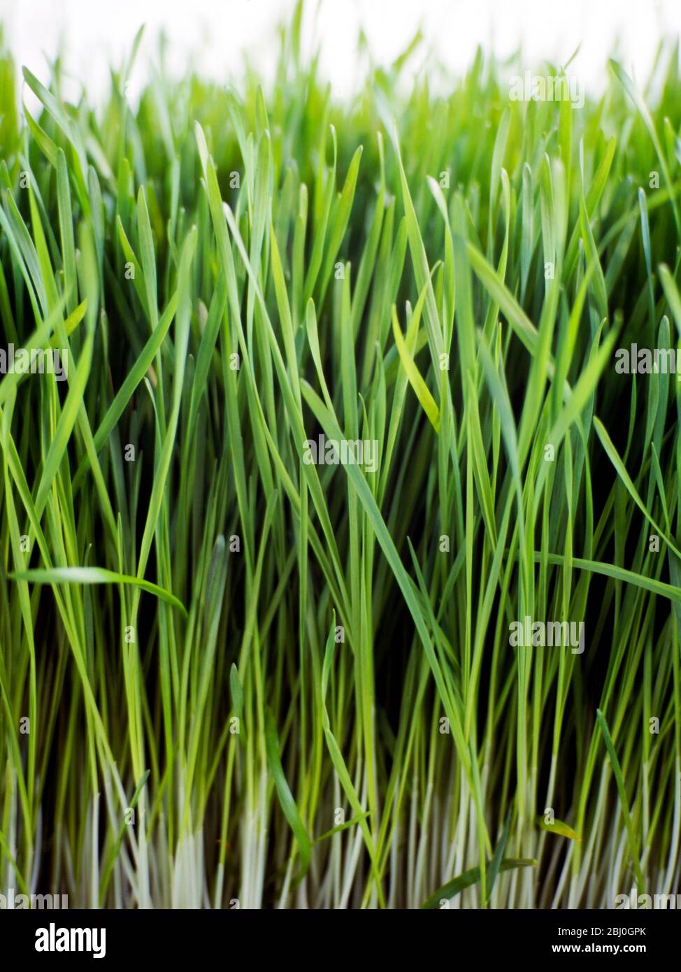 Nahaufnahme von wachsendem Weizengras - Stockfoto