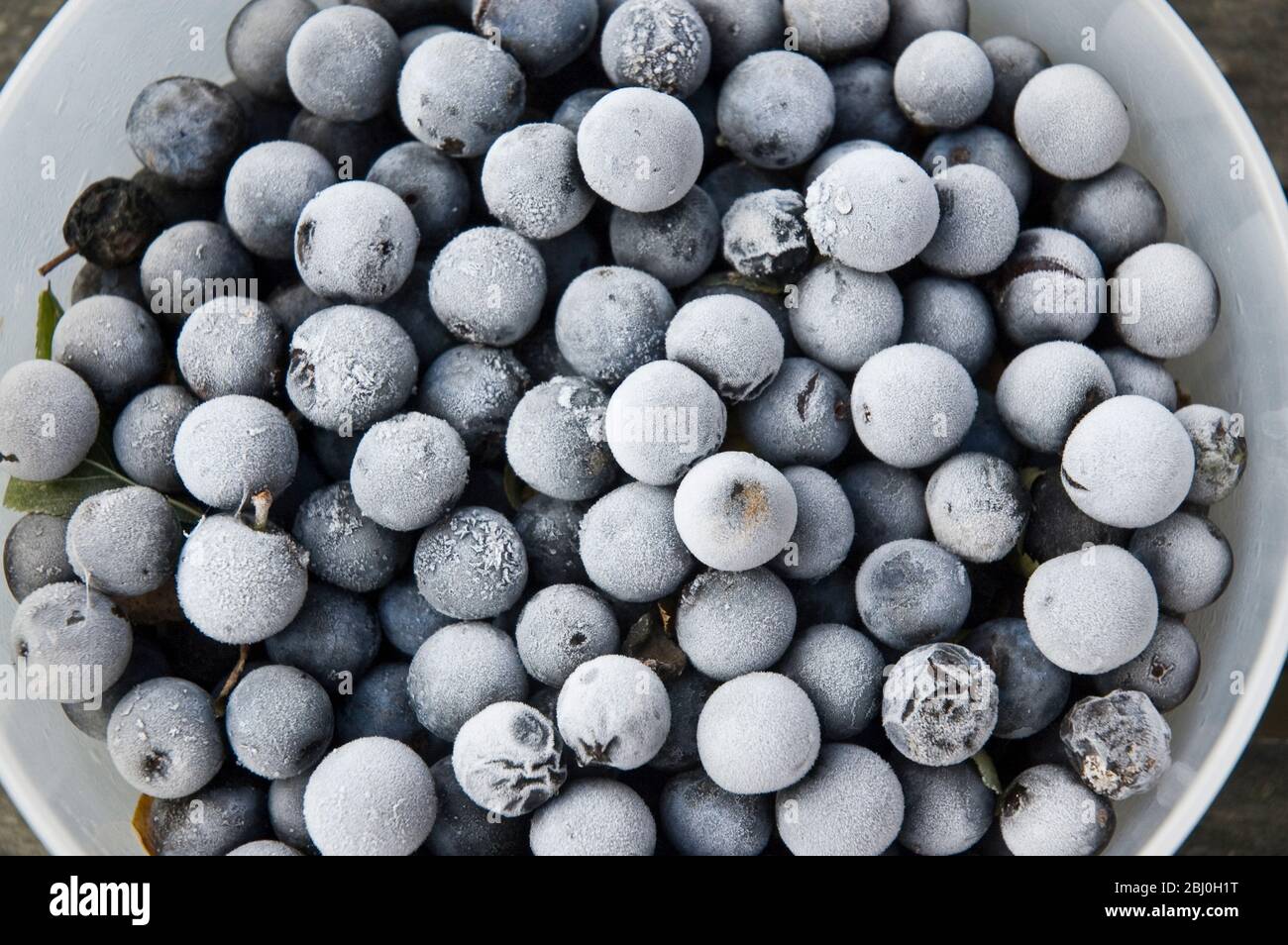 Eine Schüssel Schlehe, die ein oder zwei Tage im Gefrierschrank war, um sie etwas zu erweichen, bevor sie in Gin mit Zucker für Schlehe Gin gegeben wurden. - Stockfoto