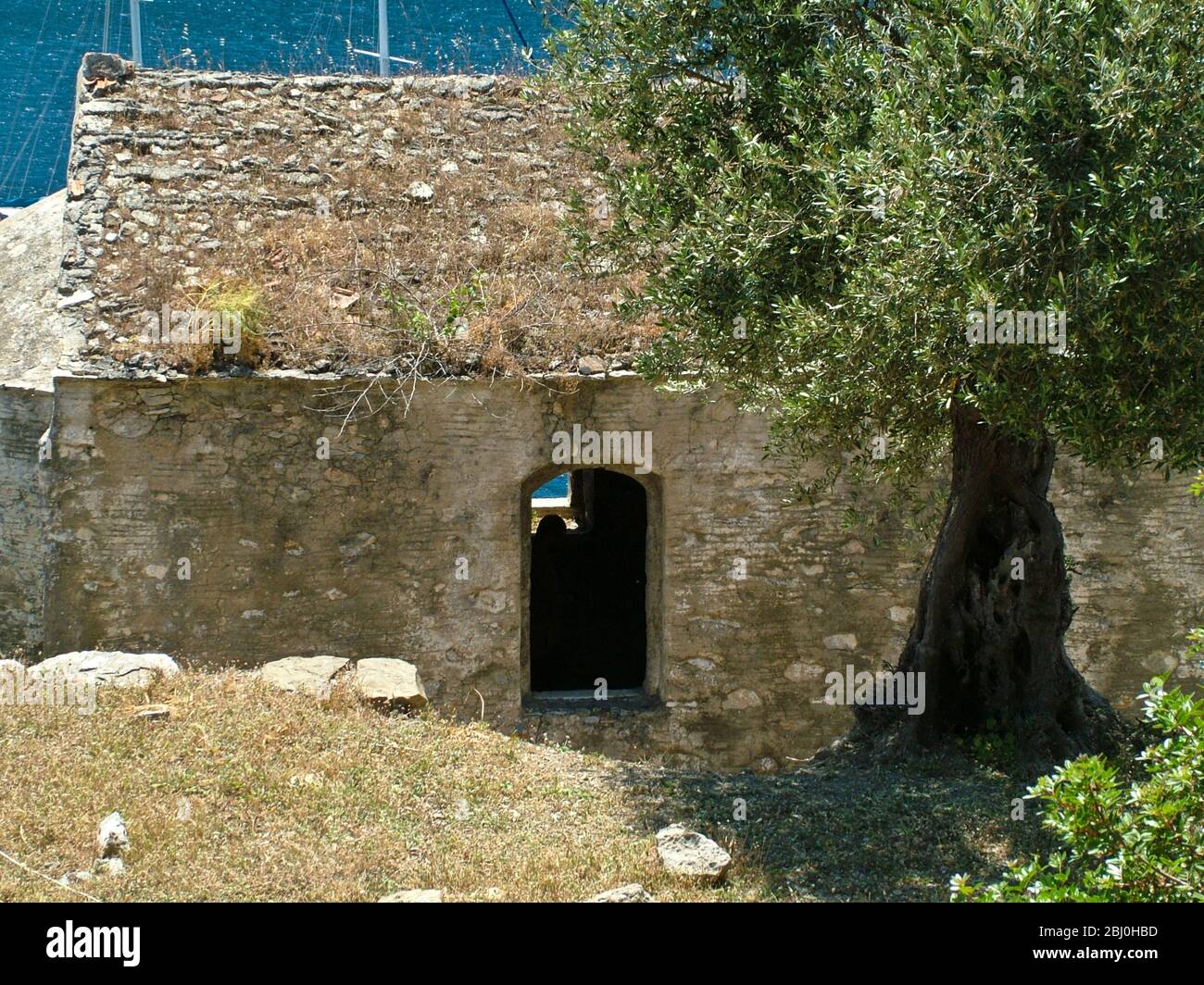 Alte Olivenbäume, neben verlassenen Kirche auf einer kleinen Insel vor der südlichen türkischen Küste. - Stockfoto