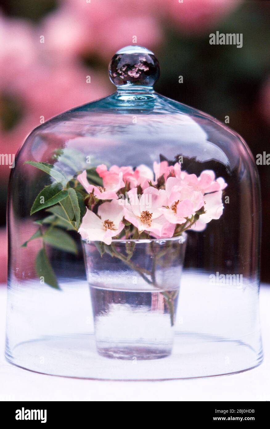 Glas rosa einzelne Blütenblatt Hund Rosen unter Glaskuppel angezeigt - Stockfoto