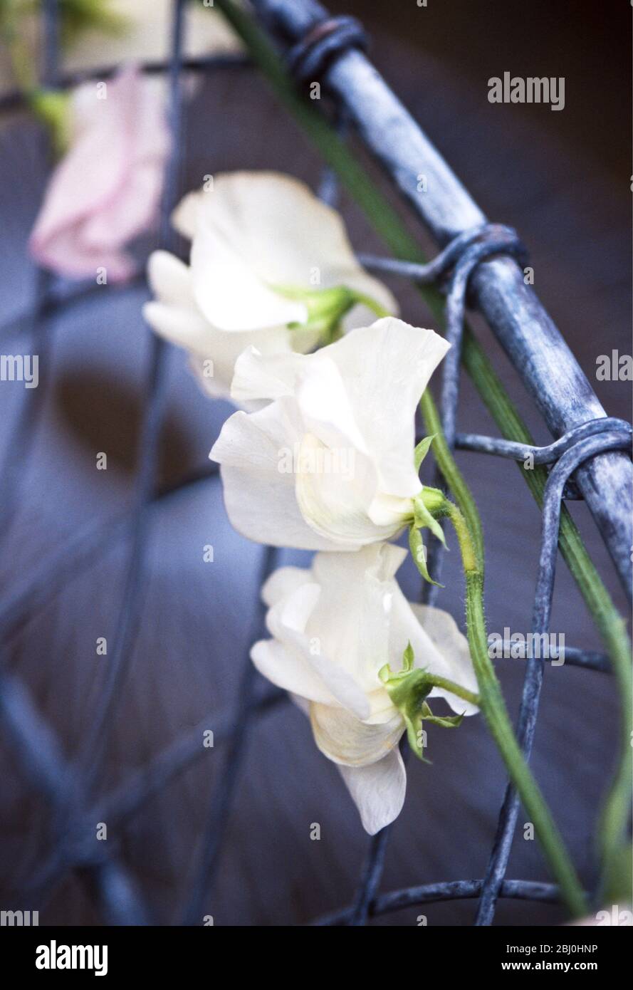 Süße Erbsenblumen auf der Rückseite von Draht Stuhl als Dekoration für Sommerabend Gartenparty gebunden - Stockfoto