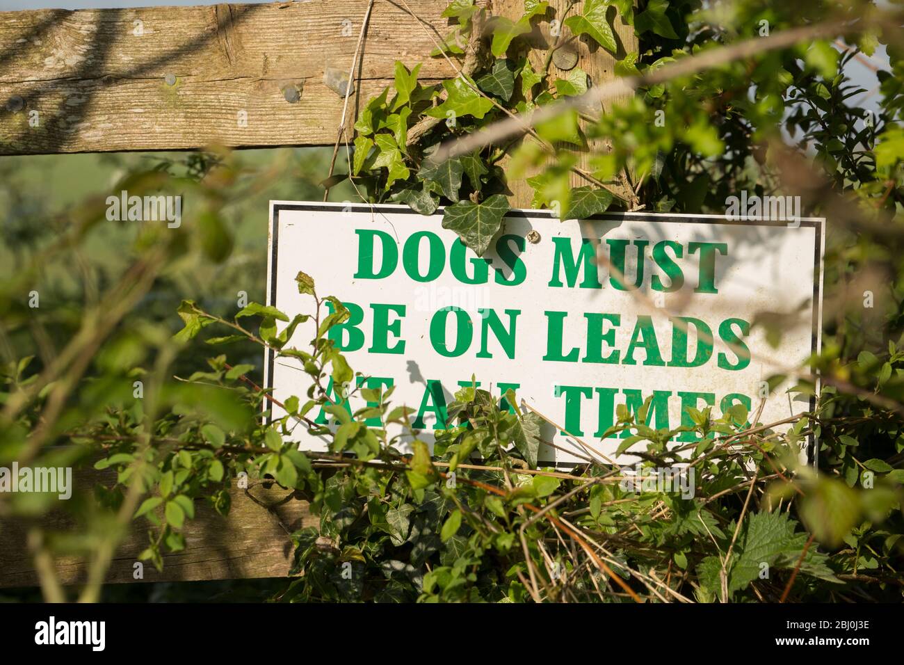 Ein Schild an einem Fußweg durch Ackerland, das verlangt, dass Hunde immer auf Leine gehalten werden müssen. North Dorset England GB Stockfoto
