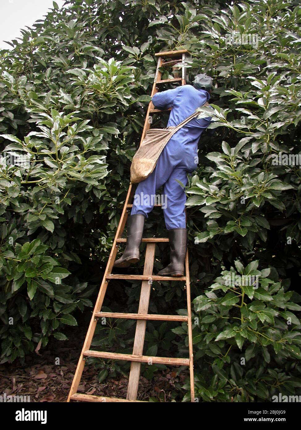 Avocados pflücken auf der Mataffin Farm, Nelspruit - Mpumalanga, Südafrika - Stockfoto