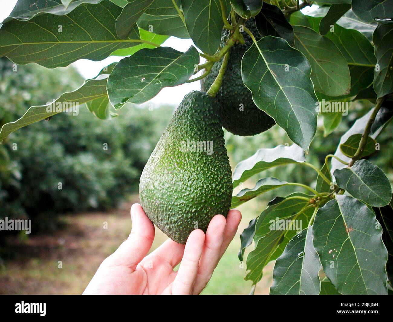 Avocados auf Baum, Mataffin Farm, Nelspruit, Mpumalanga, Südafrika - Stockfoto
