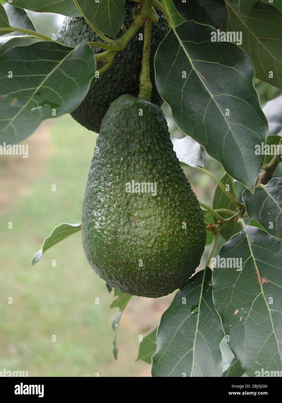 Avocados auf Baum, Mataffin Farm, Nelspruit, Mpumalanga, Südafrika - Stockfoto