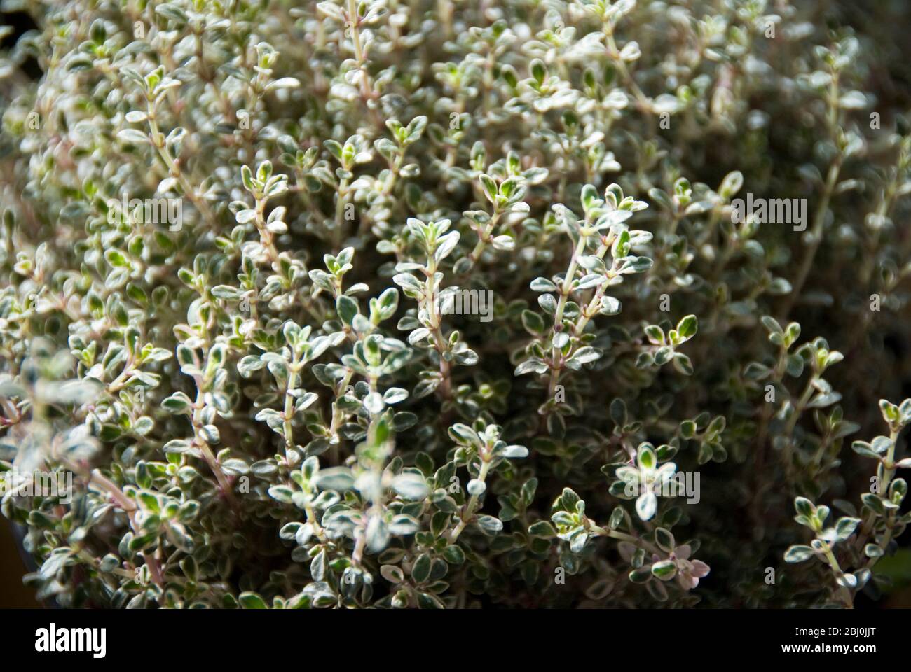 Frischer, vielbunter Thymian, der im Topf wächst Stockfoto