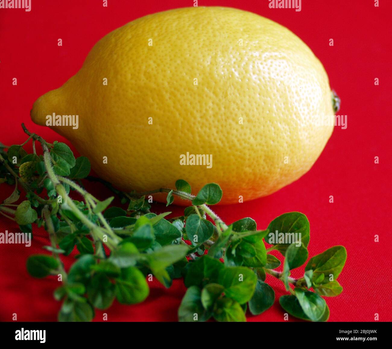 Eine ganze Zitrone mit einem Bündel Majoran auf rotem Hintergrund - Stockfoto