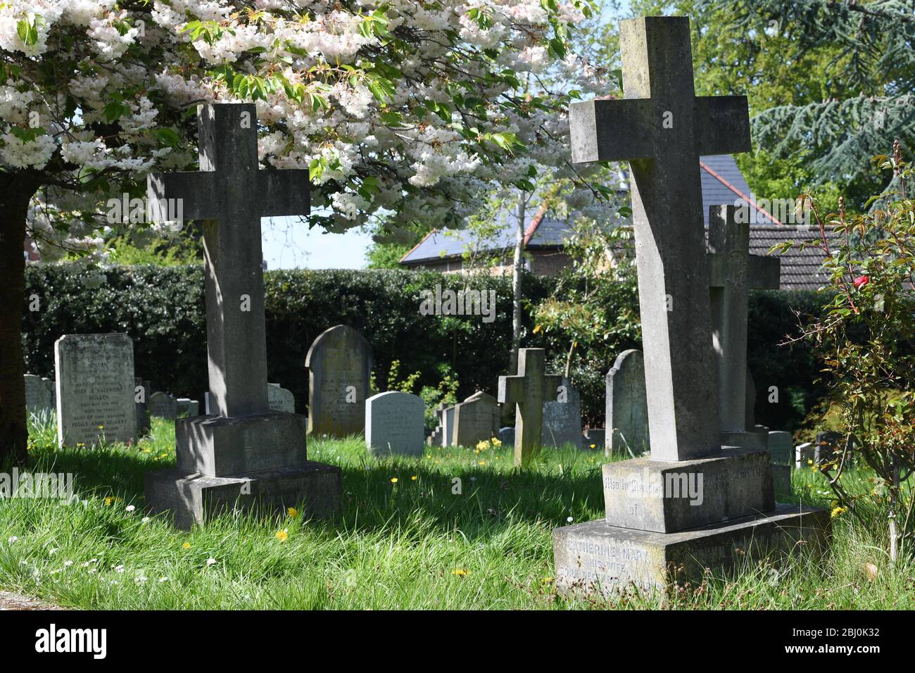 St Michael's Church Church Road Woburn Sands Bucks Kirschblütenbaum Stockfoto