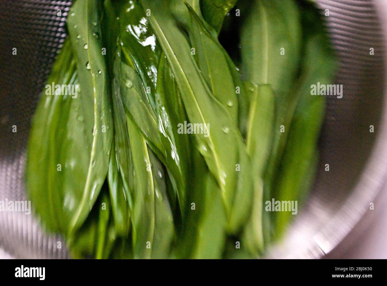 Frisch gepflückte Bärlauch-Blätter werden vor dem Makeln von Bärlauch 'Pesto' gespült. - Stockfoto