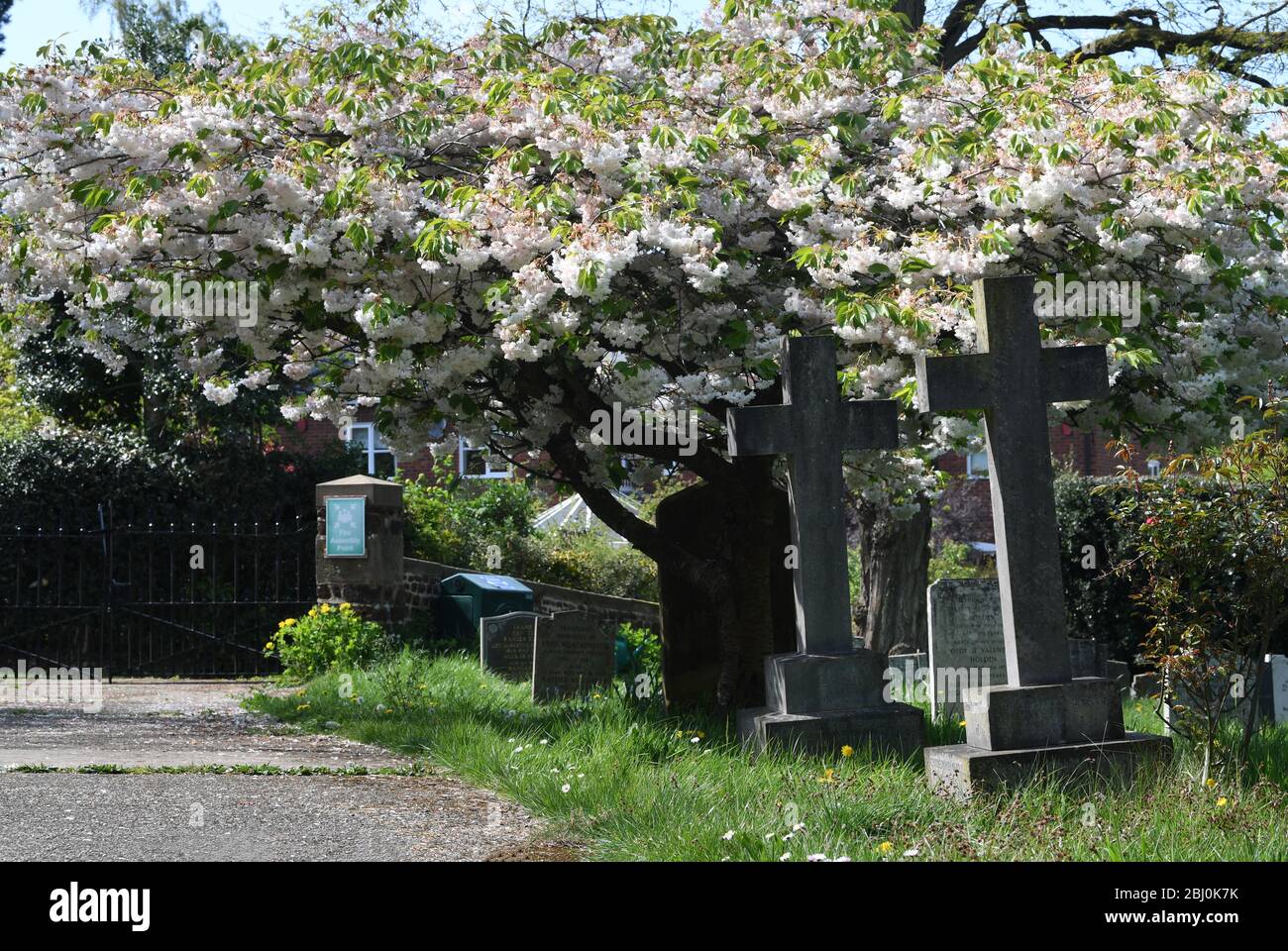 St Michael's Church Church Road Woburn Sands Bucks Kirschblütenbaum Stockfoto