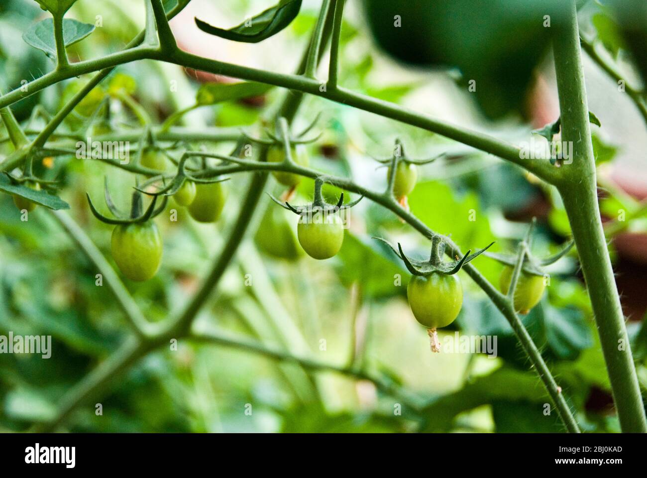 Tomaten wachsen im Gewächshaus - Stockfoto