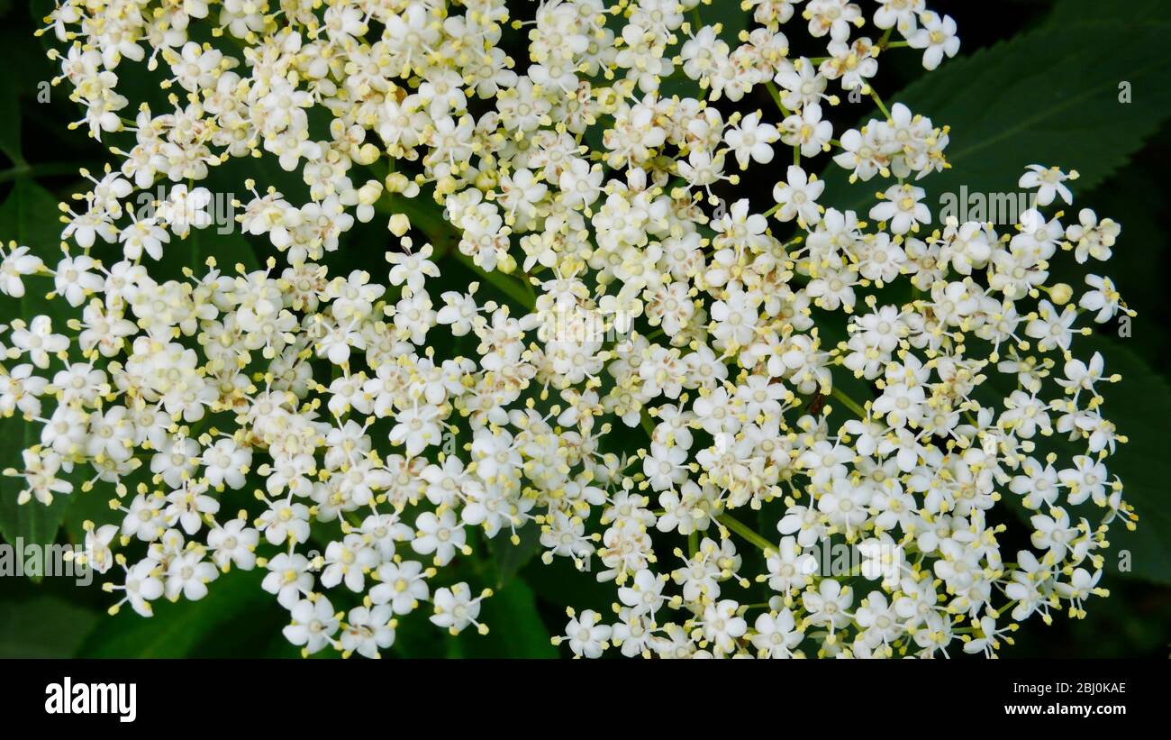 Nahaufnahme der Holunderblüten, die in der Landschaft von Kentish wachsen - Stockfoto