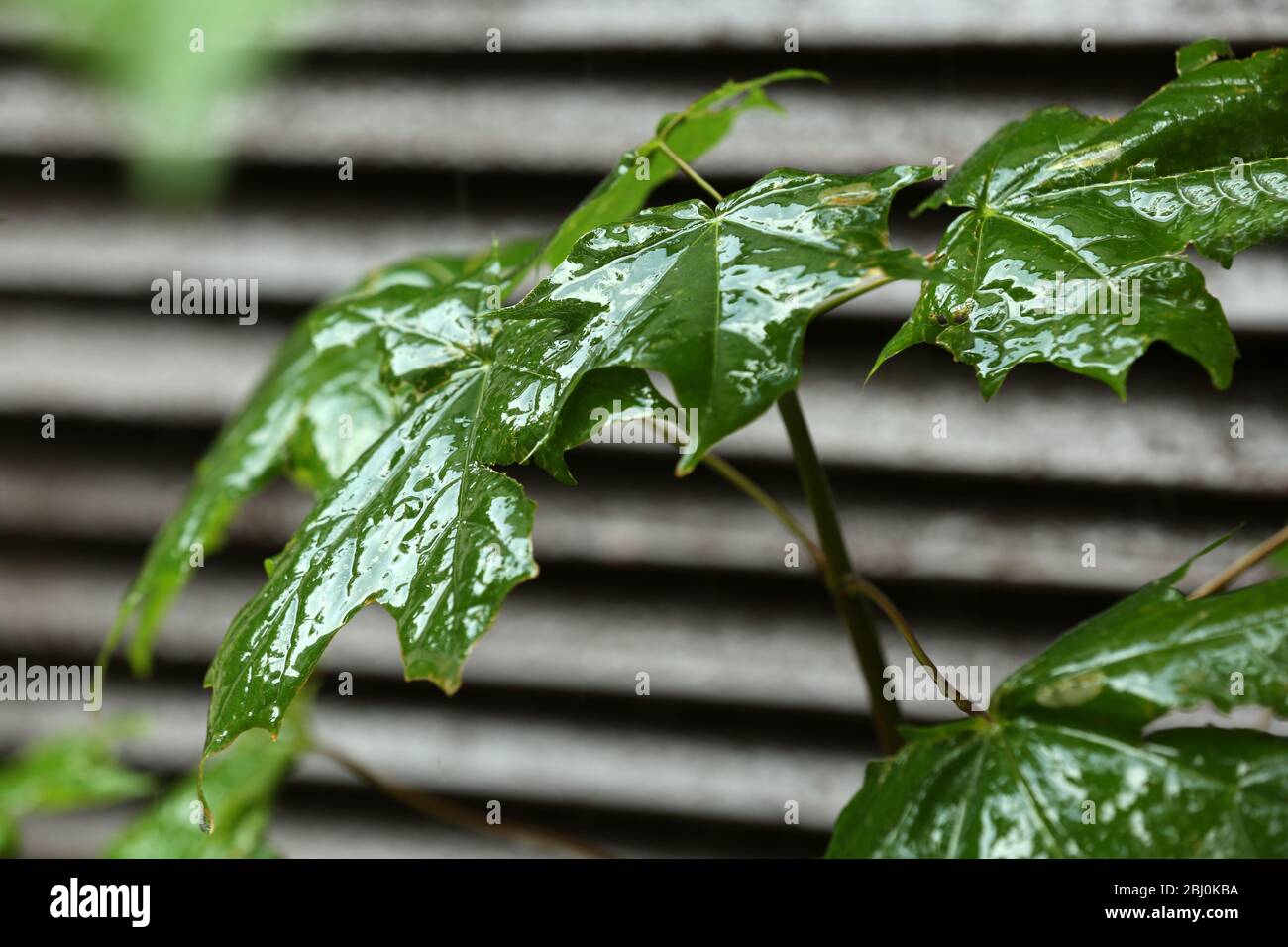 Grüne Blätter im Regen draußen Stockfoto