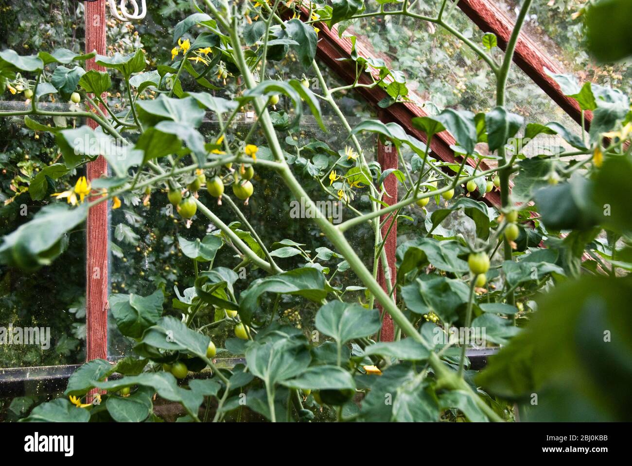 Tomaten wachsen im Gewächshaus - Stockfoto
