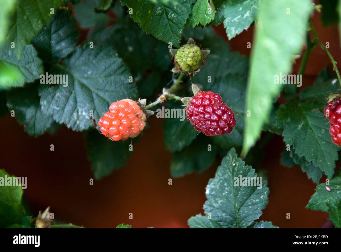 Detail der Tayberries wächst. Tayberries sind eine süße dunkelrote Beere, die eine Kreuzung zwischen einer Brombeere und einer Himbeere ist - Stockfoto