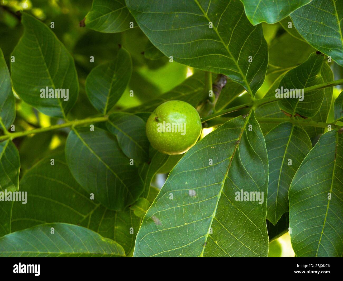 Walnuss Reifung auf Baum, Sommer UK - Stockfoto