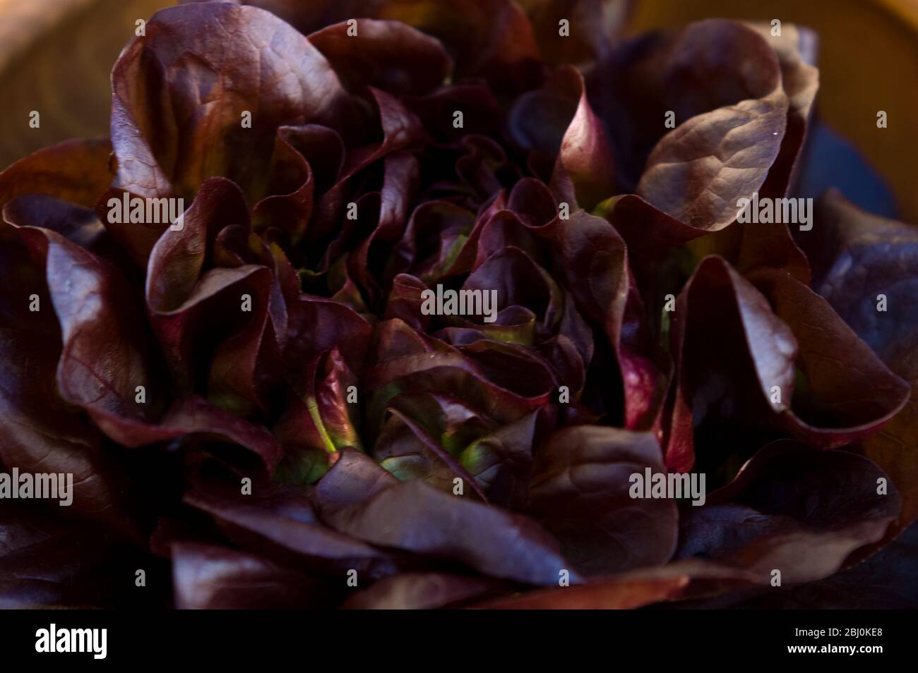 Dunkelroter ganzer Salat in Holzschale - Stockfoto