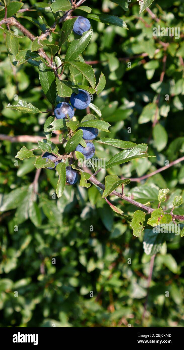 Schlehe in Schlehdornbüschen in Hecke in Kent UK - Stockfoto