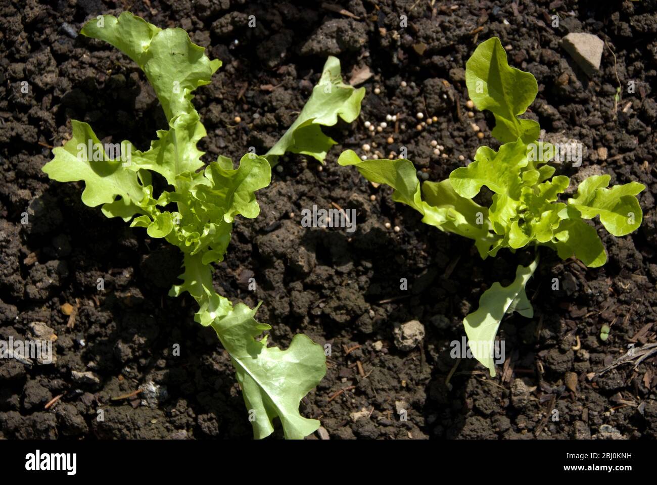 Salat Sämlinge wachsen in dunkelreichen Gartenboden, Kent UK - Stockfoto