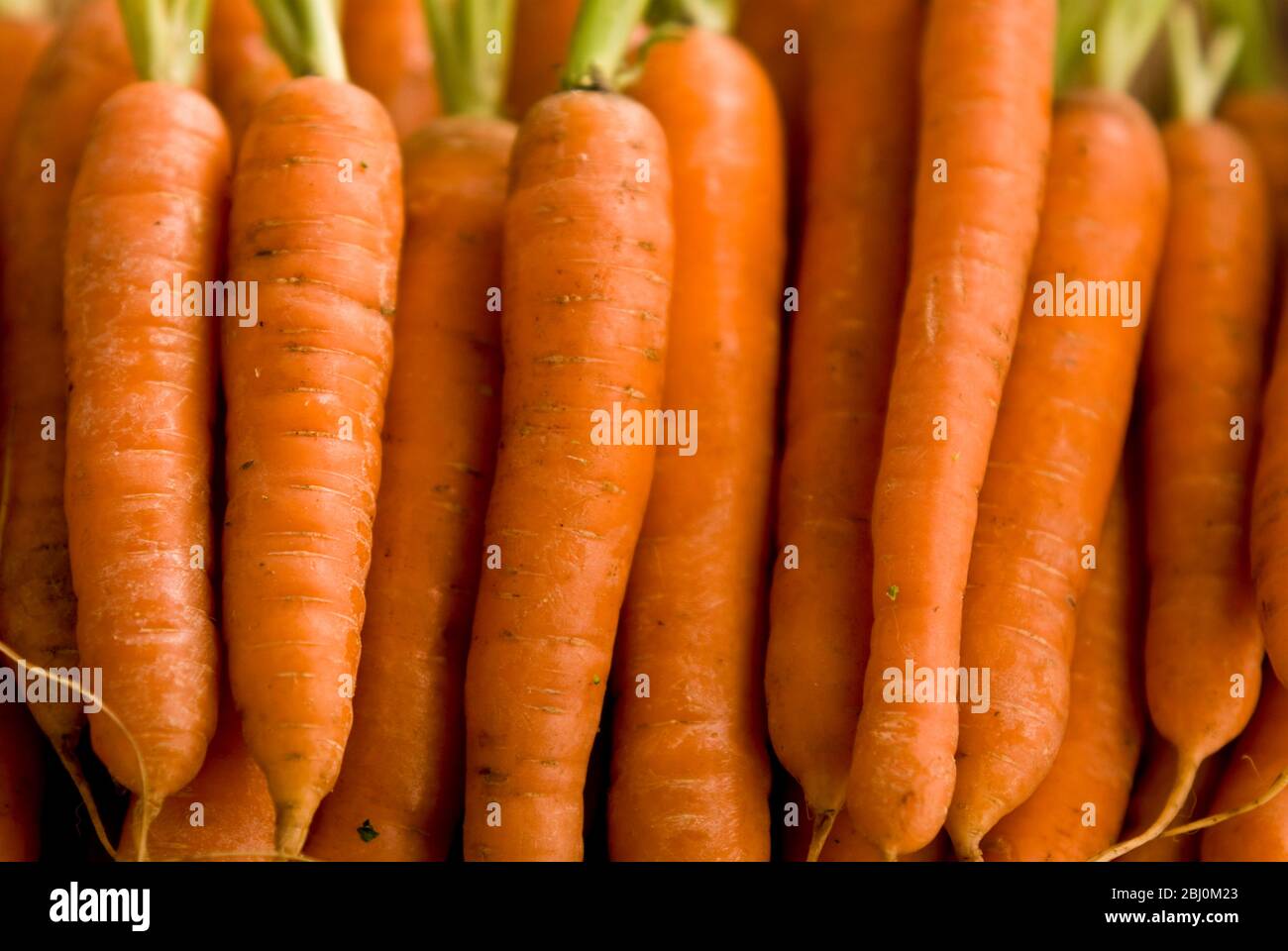 Nahaufnahme von Karotten aufgereiht. - Stockfoto