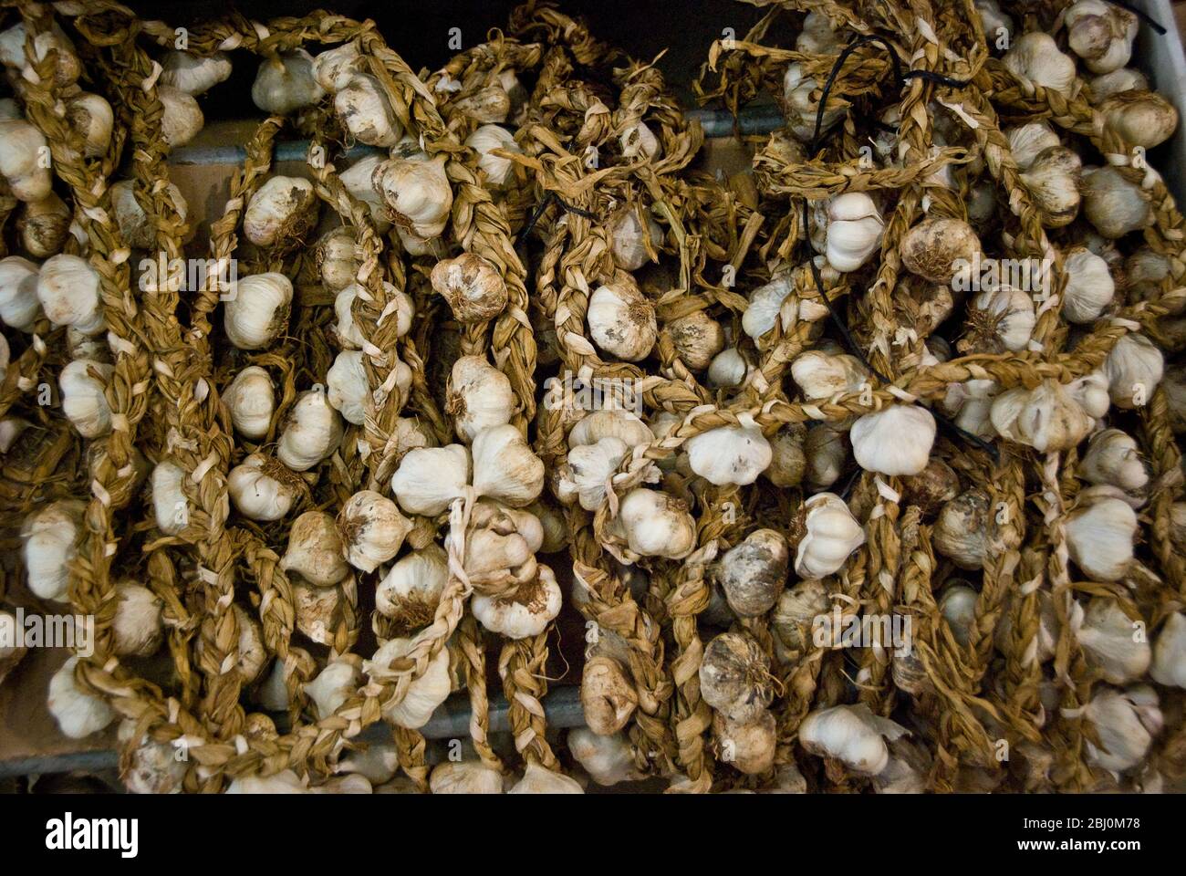 Saiten von Knoblauch zum Verkauf in überdachten Markt in Limassol, Zypern - Stockfoto