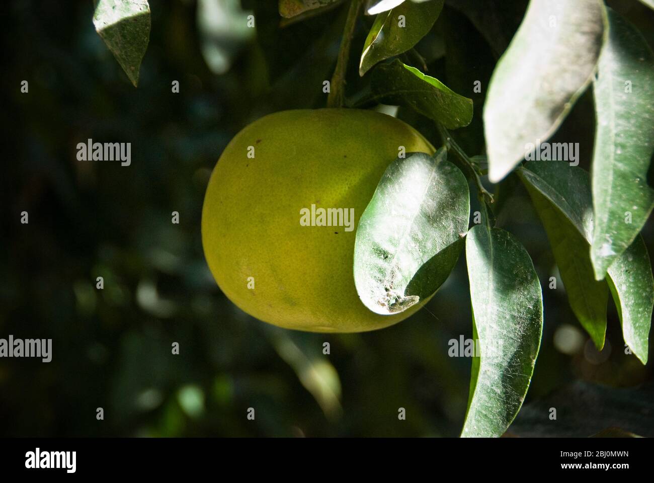Grapefruit, hängend, auf Baum im Hof des griechisch-zypriotischen Hauses im Süden Zyperns gereift. - Stockfoto