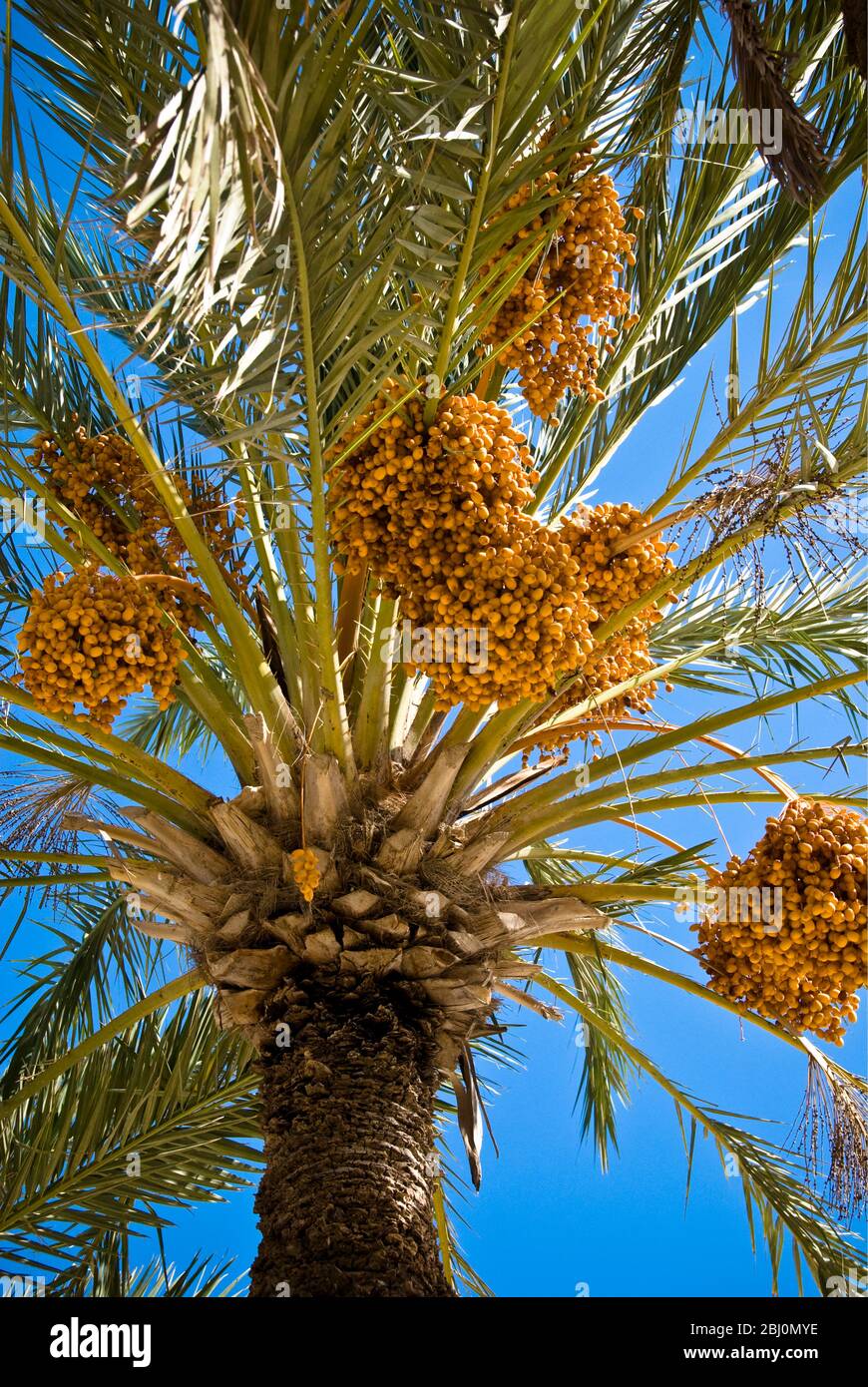 Dattelpalmen in Gärten von Hala Sultan Tekkkesi Moschee, Larnaca, Zypern - Stockfoto