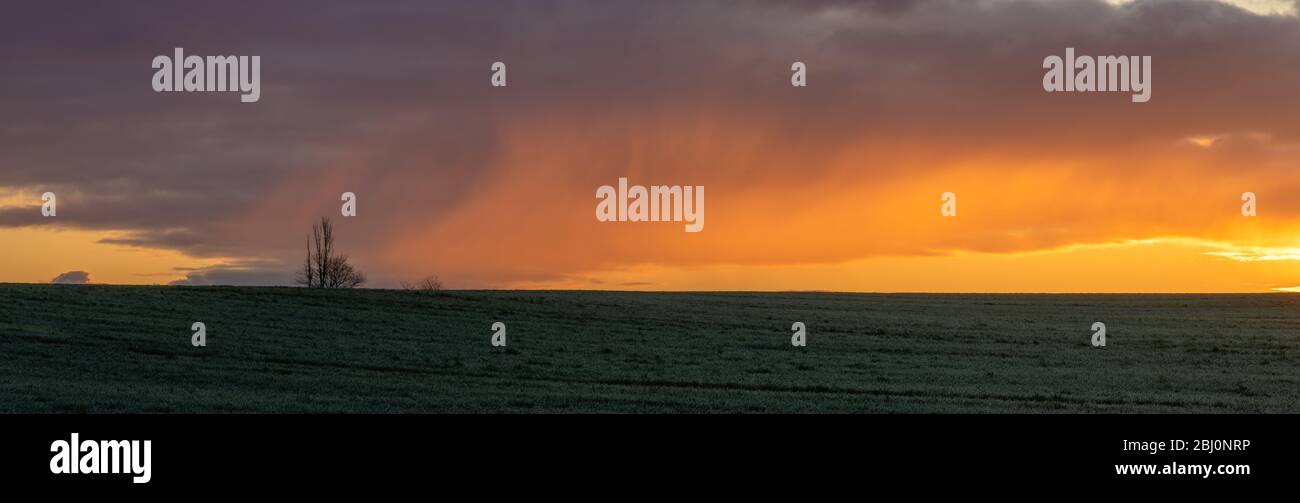 Schöne, dramatische, bunte Wolken, die von der aufgehenden Sonne über dem Panorama eines grünen Feldes von jungen Körnern erleuchtet werden Stockfoto