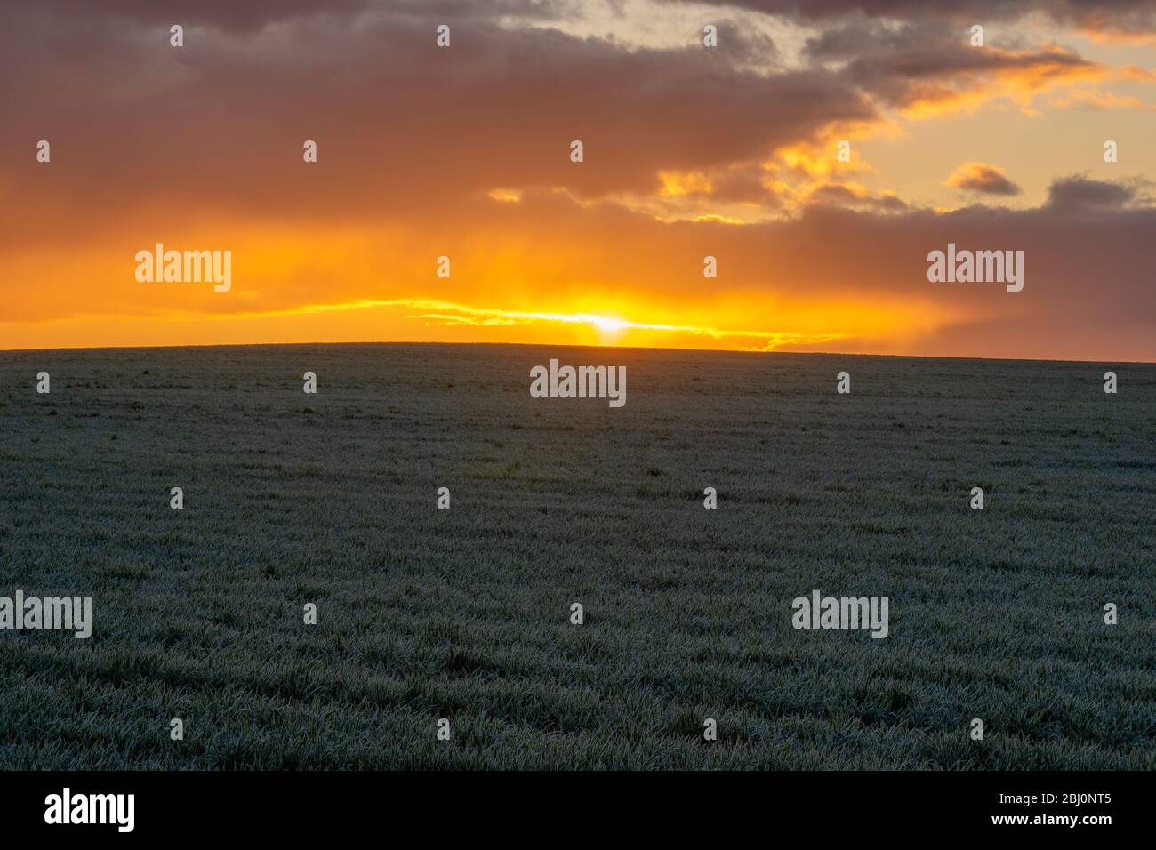 Schöne, dramatische, bunte Wolken, die von der aufgehenden Sonne über dem Panorama eines grünen Feldes von jungen Körnern erleuchtet werden Stockfoto