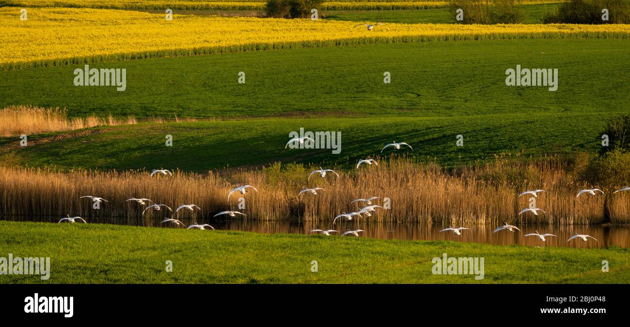 Die wichtigsten Schwäne landen auf dem See inmitten grüner, ökologischer Felder Stockfoto
