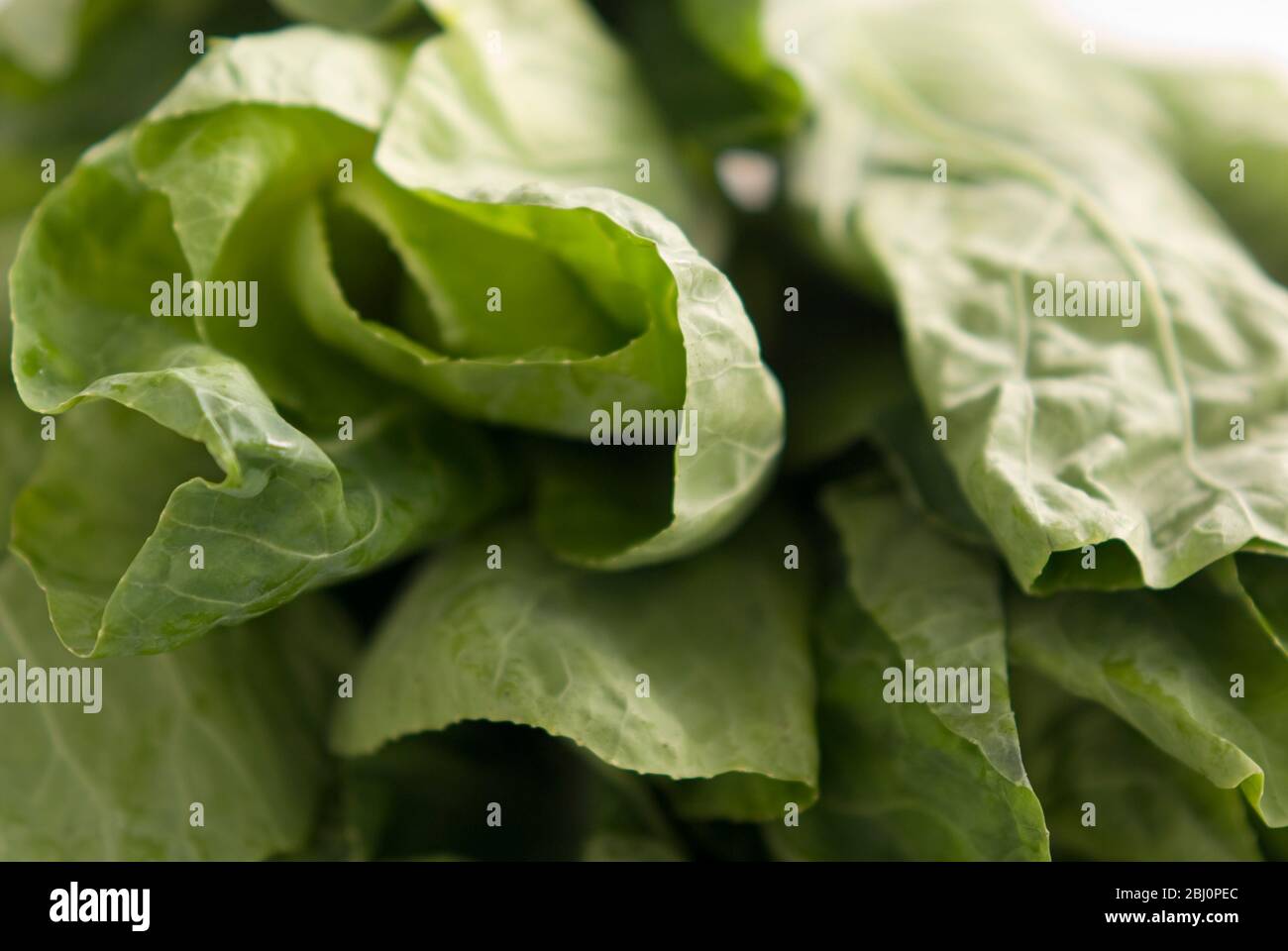 Die Nahaufnahme der Enden der Blätter des Frühlingsgrüns - Stockfoto