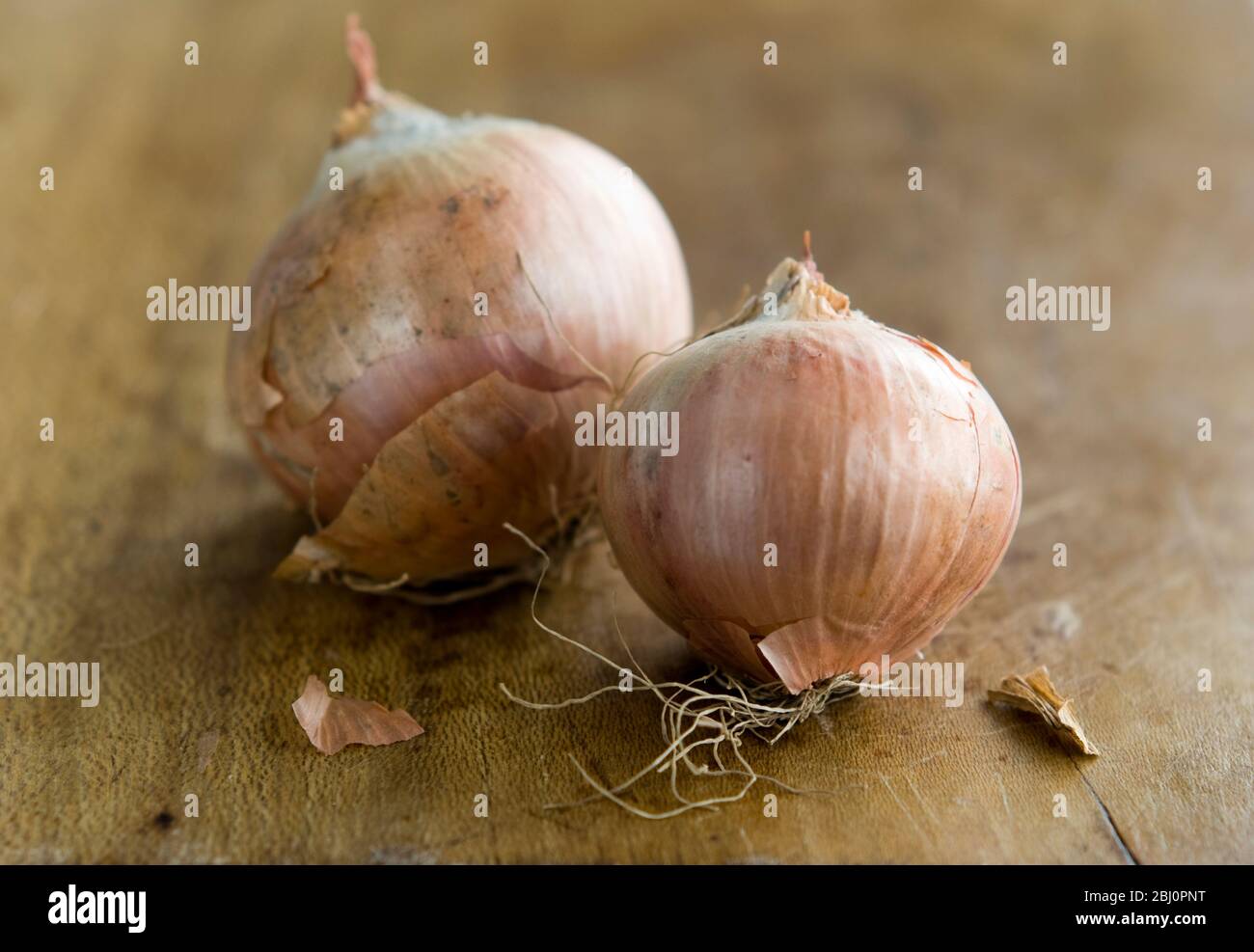 Zwei ganze kleine Zwiebeln ungeschält auf Holzbrett - Stockfoto