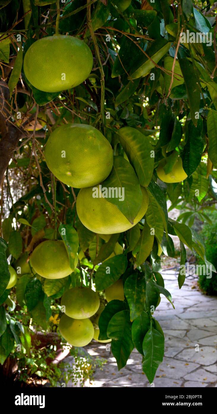 Grapefruit wächst im Innenhof Garten des zypriotischen Dorfhauses. - Stockfoto
