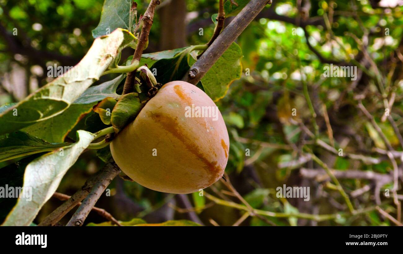 Persimmon wächst im Innenhof Garten des zypriotischen Dorfhauses. - Stockfoto