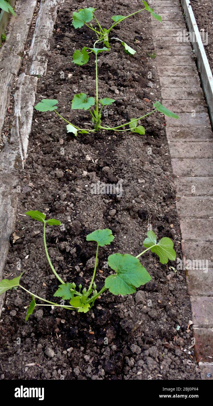 Mark- oder Zucchini-Pflanzen, die kürzlich in einem gepflegten Gemüsegarten gepflanzt wurden - Stockfoto