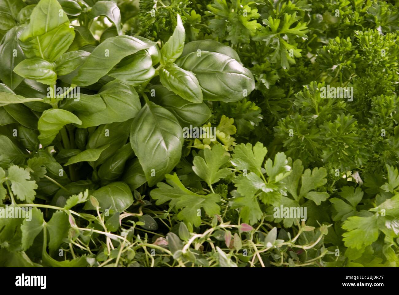 Massierte frische grüne Küchenkräuter - Stockfoto