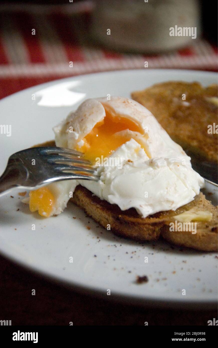 Pochiertes Ei auf Vollkorntoast auf weißem Teller, mit aufgebrochenem Eigelb - Stockfoto