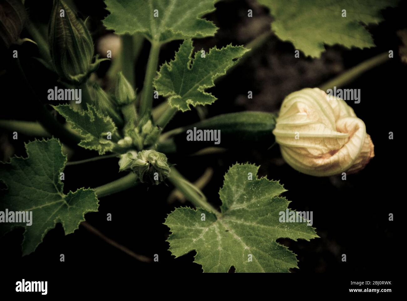 Zucchini Pflanzen wachsen in guter schwarzer Erde zeigt Öffnung gefellte Blumen. - Stockfoto