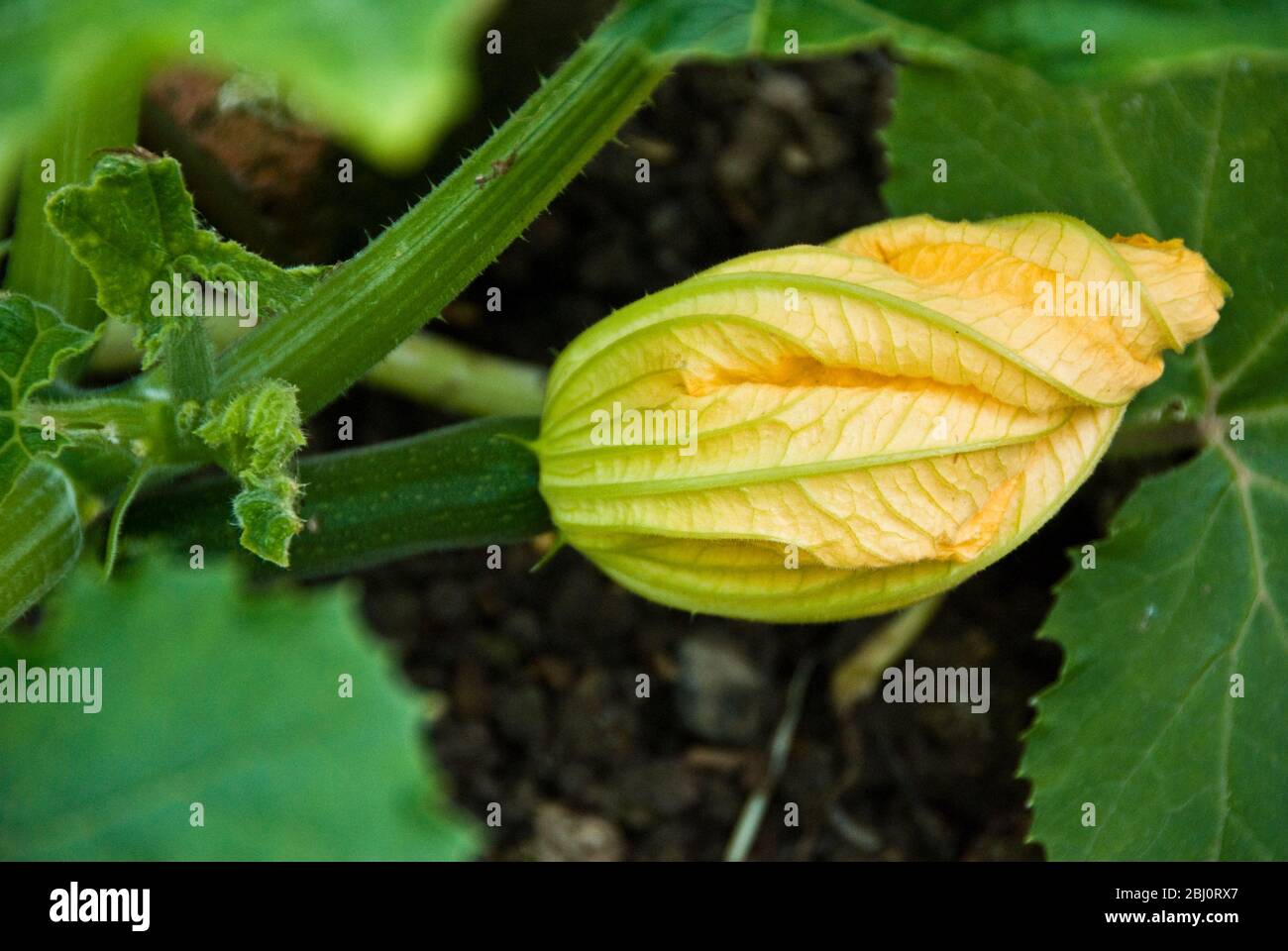 Zucchini Pflanzen wachsen in guter schwarzer Erde zeigt Öffnung gefellte Blumen. - Stockfoto