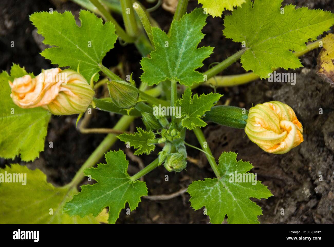 Zucchini Pflanzen wachsen in guter schwarzer Erde zeigt Öffnung gefellte Blumen. - Stockfoto